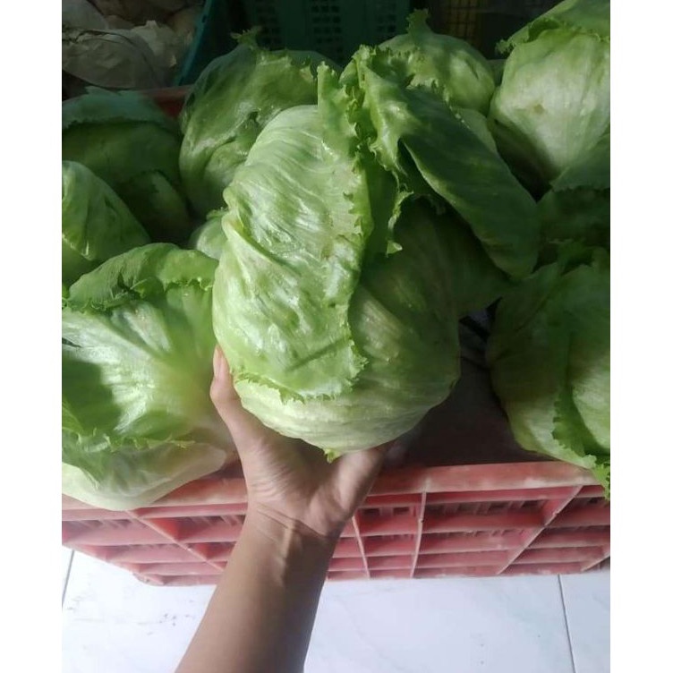 

Letuce 1kg