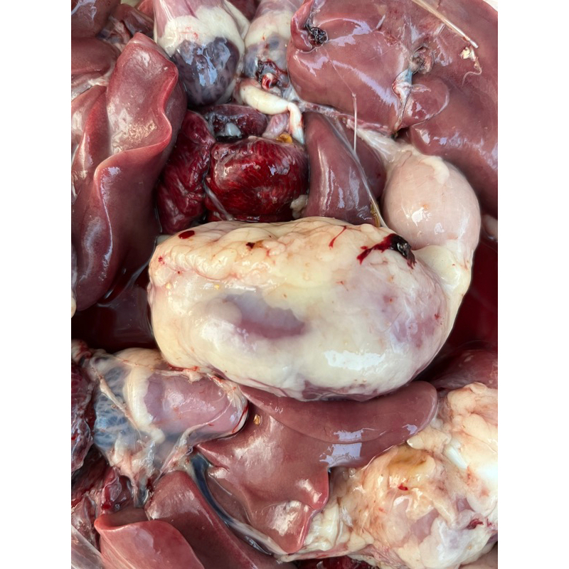 

ati ayam 3 pcs ukuran jumbo