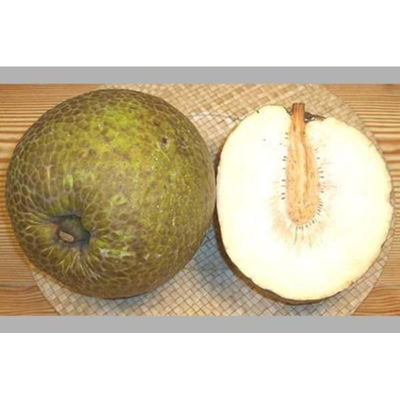 

Buah Sukun mentega Tua 1 pcs Fresh