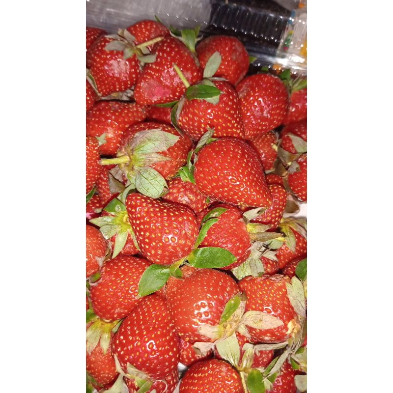 

strawberry fresh Ciwidey