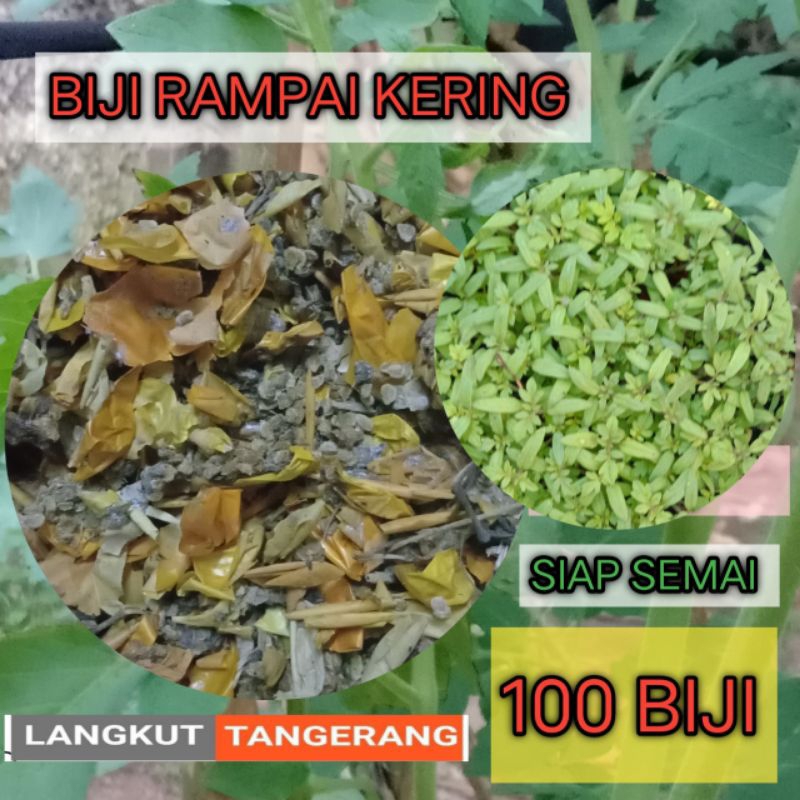 

biji rampai kering siap semai isi 100 biji