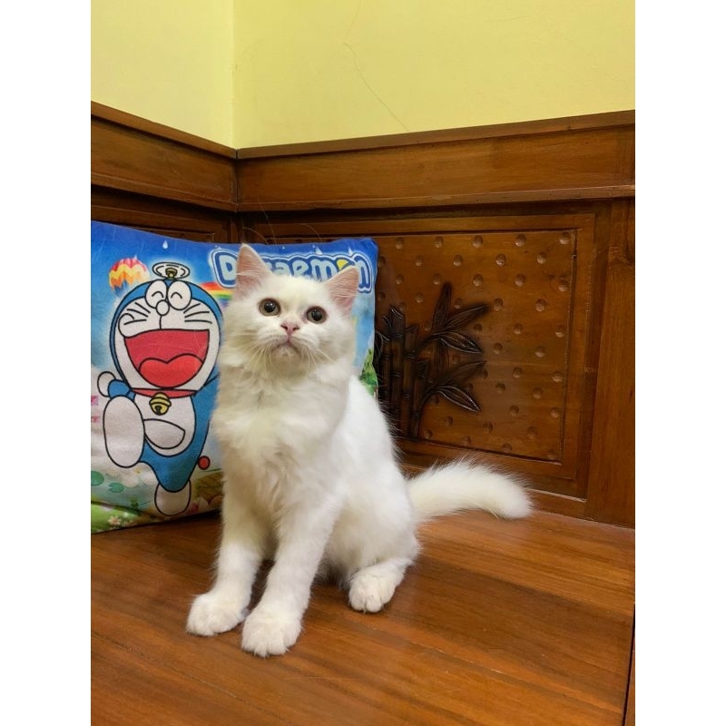 Vitamin kucing persia white solid