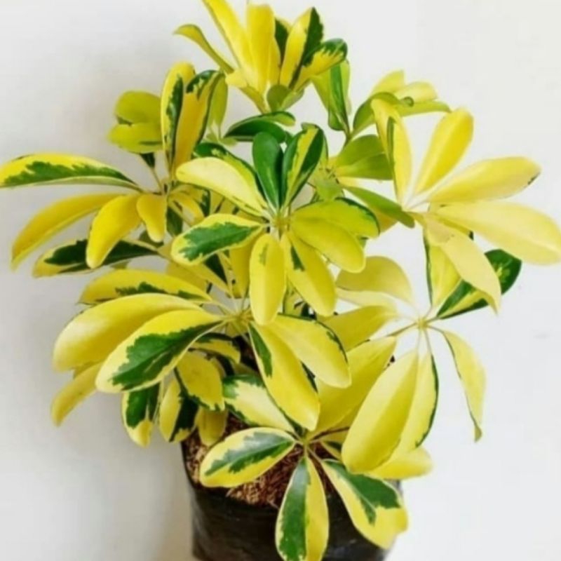 Tanaman Hias Walisongo Varigata/Walisongo Varigata Yellow