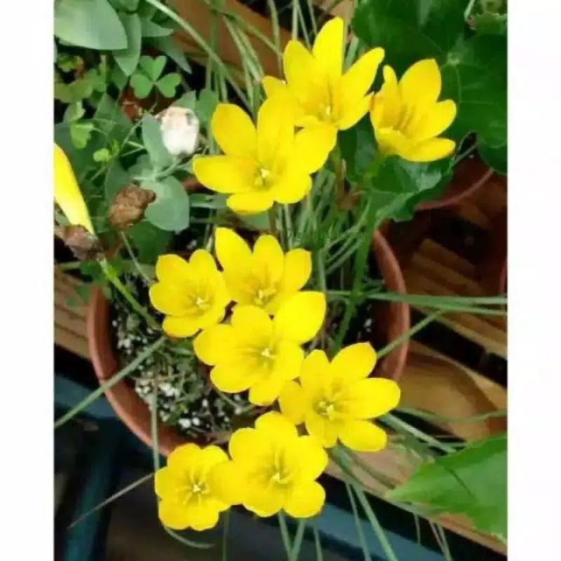 tanaman hias rain lily bunga kuning