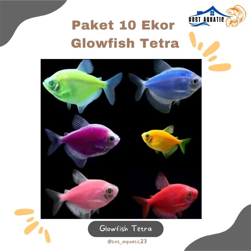 

HiasanAquariumGlowfis