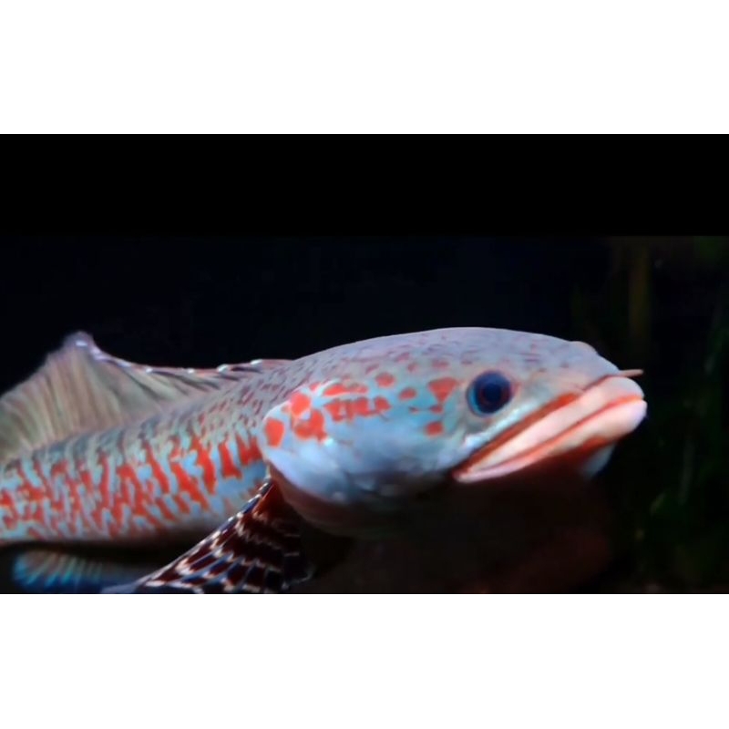CHANNA RED STRIPE PULCHRA | PULCHRA | BLUE PULCHRA | CHANNA RARE