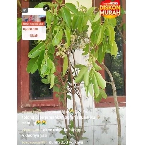 bibit Jamblang juwet putih kondisi berbunga full