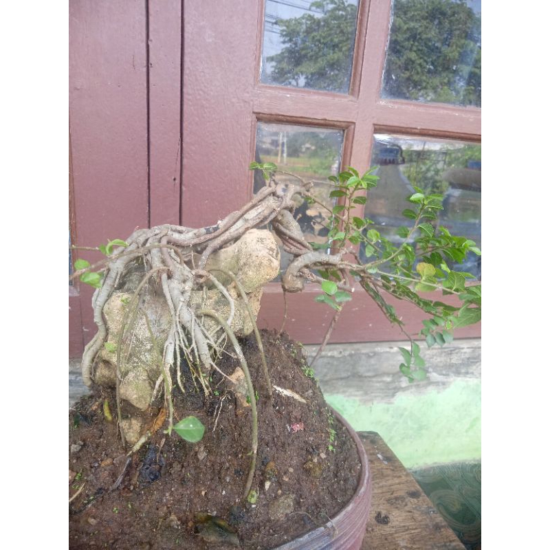 bonsai serut ready 1 pohon