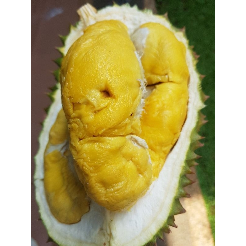

DURIAN BAWOR BANYUMAS FRESH BULAT! HARGA PER BUAH!