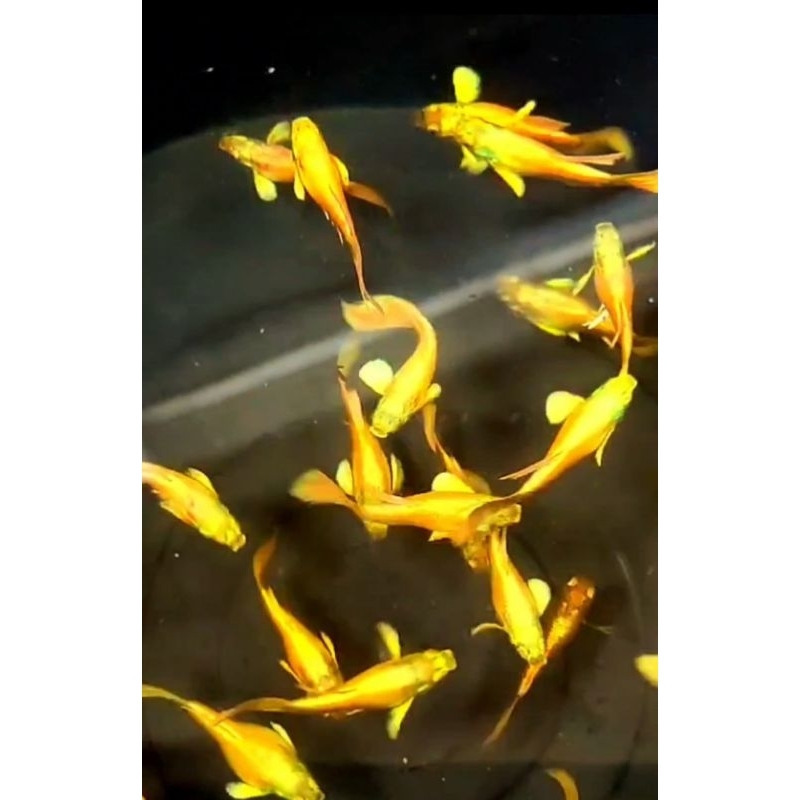 

Gup py Full Gold Packing Kardus