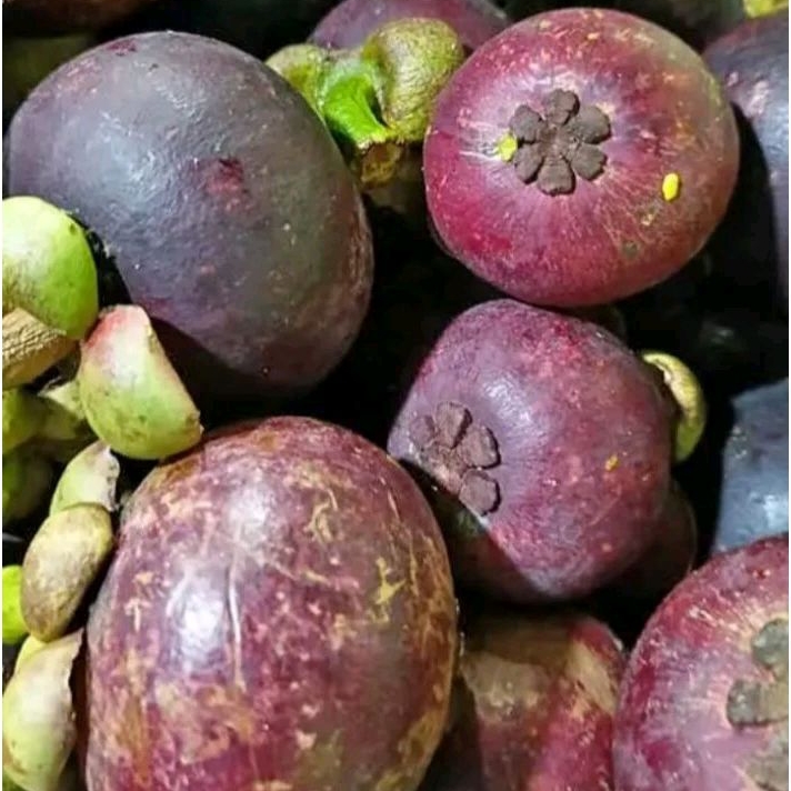 

Buah Manggis 1kg