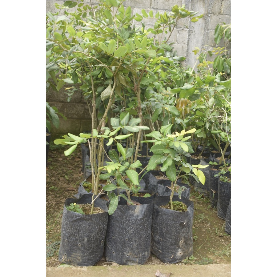 BIBIT KELENGKENG/BIBIT BUAH KELENGKENG/BIBIT BUAH KELENGKENG BERKUALITAS/BIBIT BUAH KELENGKENG SUPER