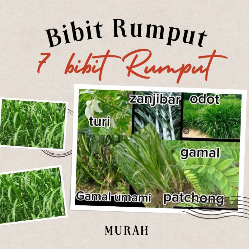 bibit rumput bernutrisi tinggi. odot. red napier. patchong. janzibar. indigofera. gamaumami. gamal. 