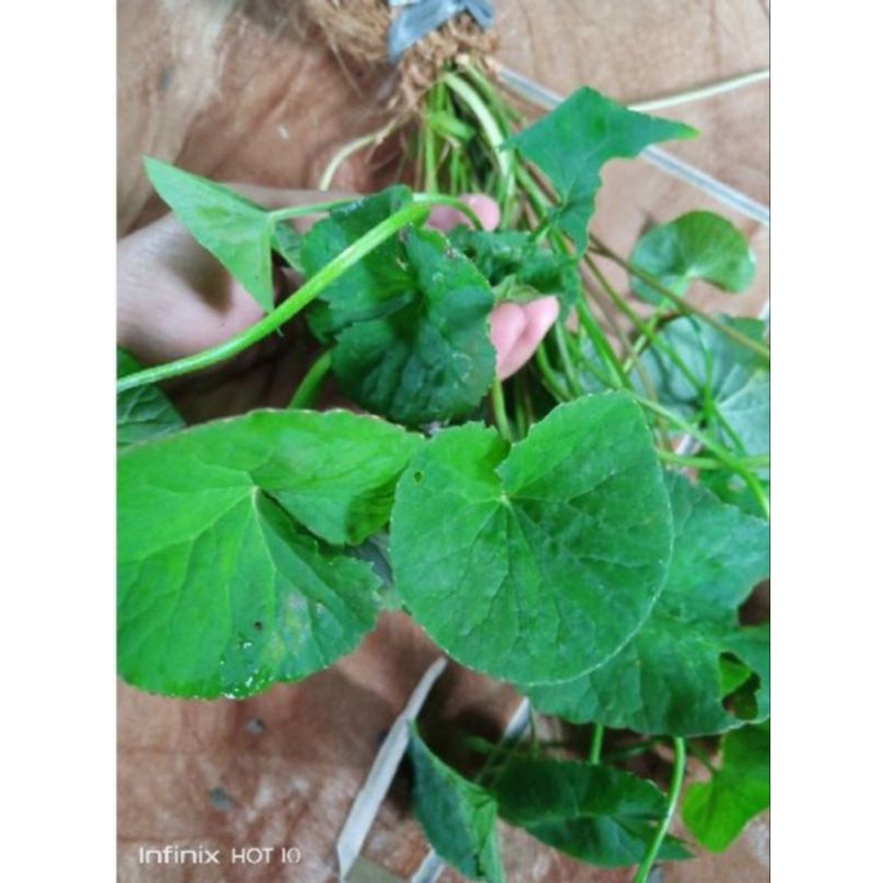 

Daun Antanan Segar / Pegagan Segar
