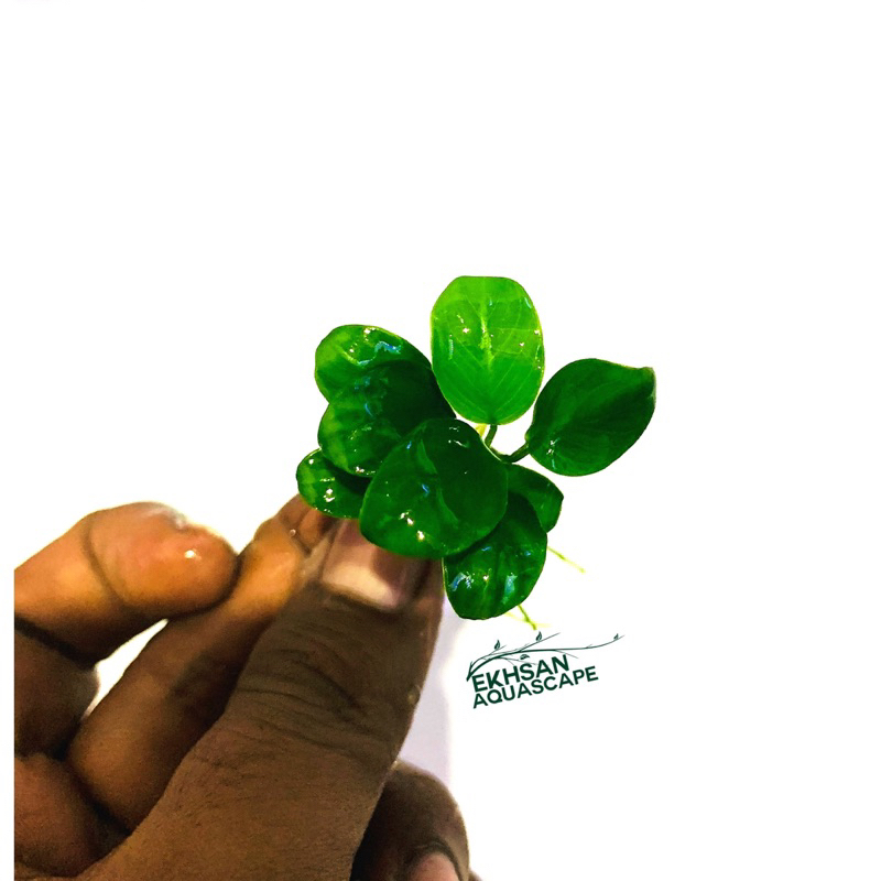 TANAMAN AQUASCAPE ANUBIAS PETIT PER RIZOME