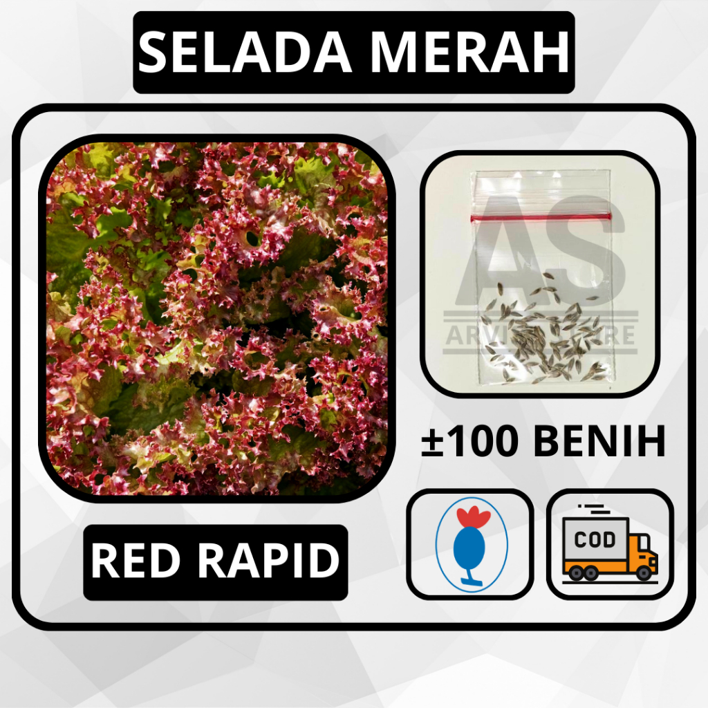 ±100 Butir - Benih Selada Merah Red Rapid Know Your Seed Bibit Sayuran Tanaman Hidroponik Selada Air