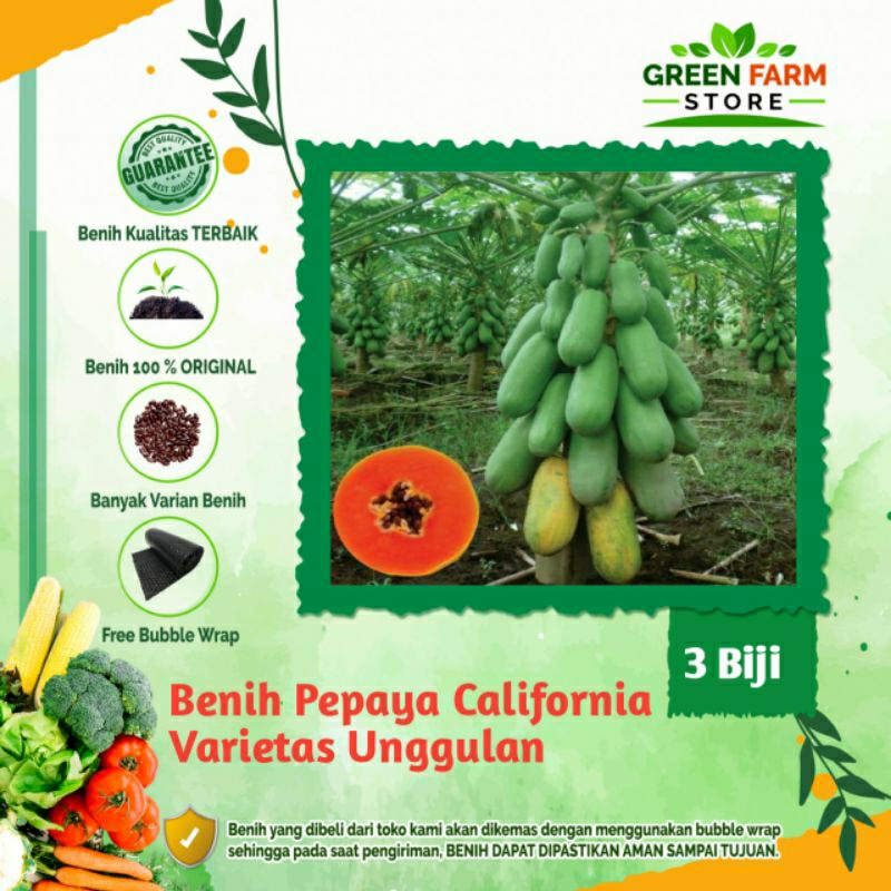Benih Pepaya California Madu (3biji)