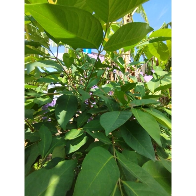 

Daun Salam SEGAR, Baru Petik