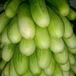 

timun