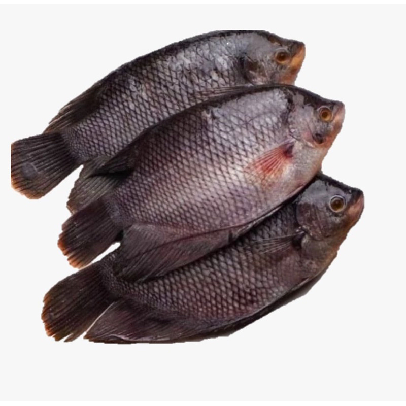 

Ikan Gurame segar