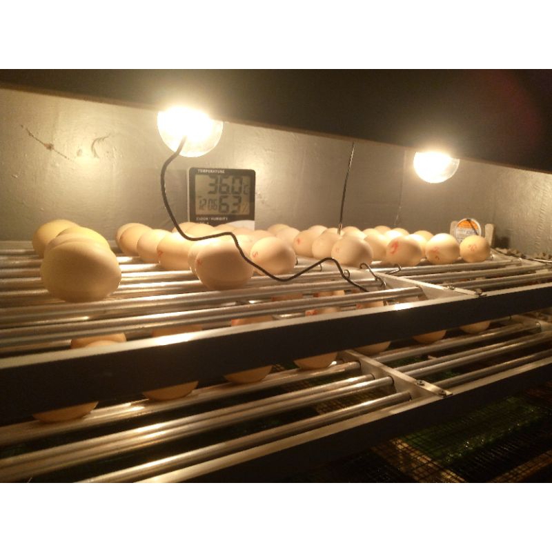 

TELUR-UNTUK-DI-TETASKAN