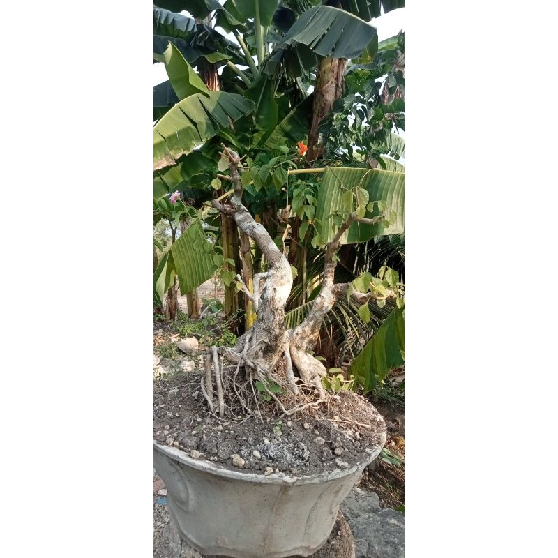 PROMO  Bonsai Lantana Camara Bunga Pink Ungu pink oren Terunik Murah Asli Real Pict