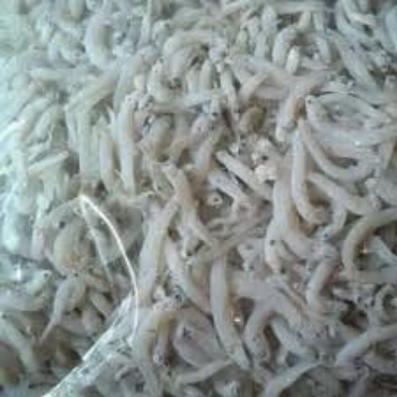 

teri nasi, teri murah, teri medan, teri putih