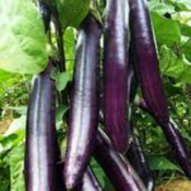 BIBIT TERONG UNGGU SUPER (BELI 5 GRATIS 1)