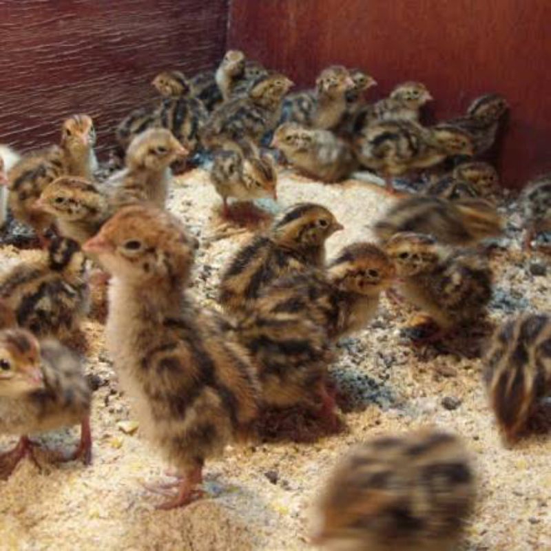 Anakan Burung Puyuh Murah