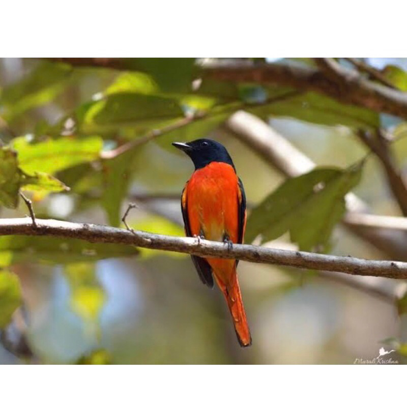 mantenan gunung merah pilihan jantan