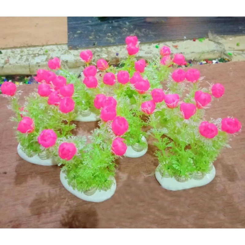 tumbuhan tulip pink, bunga tulip pink, tulip pink aquarium, tanaman tulip pink, tulip pink, bunga aq