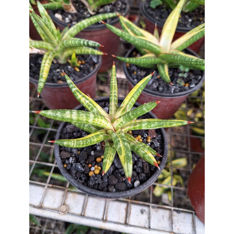 sansivera balyii varigata