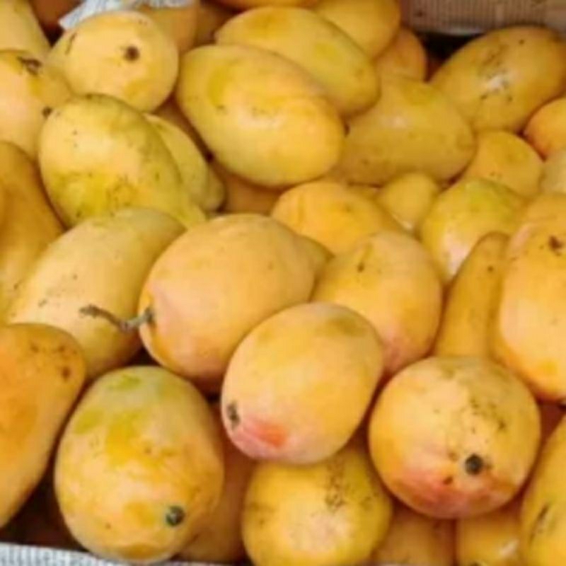 

Mangga Podang
