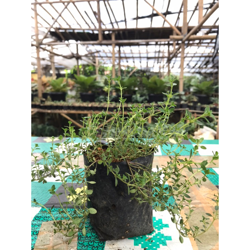 bibit tanaman thyme | bibit thyme bumbu masak eropa | thyme