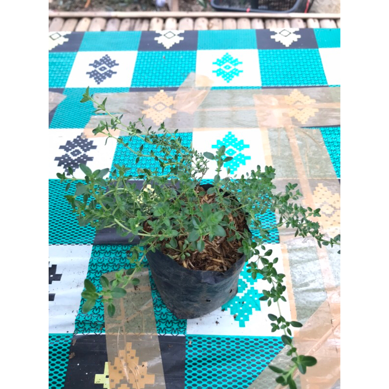bibit tanaman herbal thyme | bibit thyme bahan bumbu masak eropa