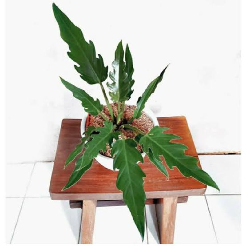 Tanaman Hias Phillo Gergaji