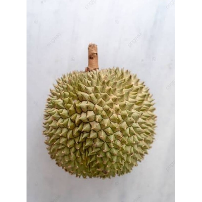 

Durian duri hitam/oche/black thorn
