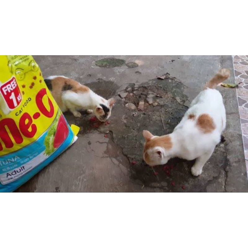 

MAKANANKUCING