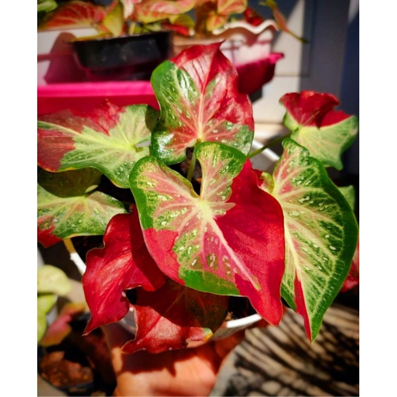 Cat Tumpah Caladium Hias Cat Tumpah Tanaman Hias Keladi Murah Meriah / Keladi Merah Bunga Hidup Tana