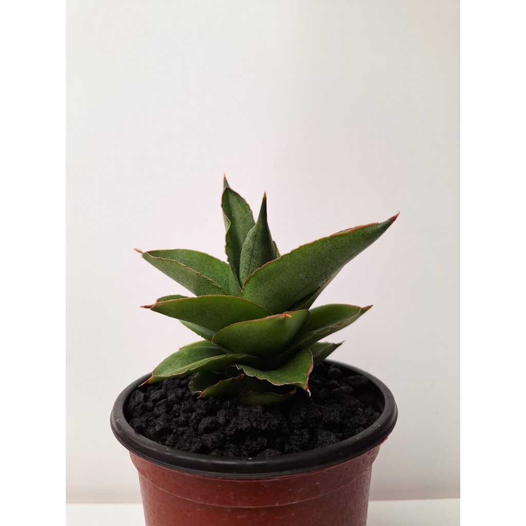 sansevieria / sansivera hybrid andaman