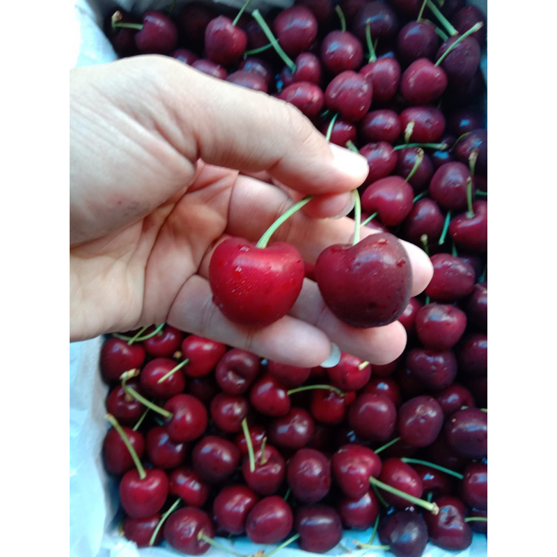 

Fresh Cherry Import (bukan frozen)