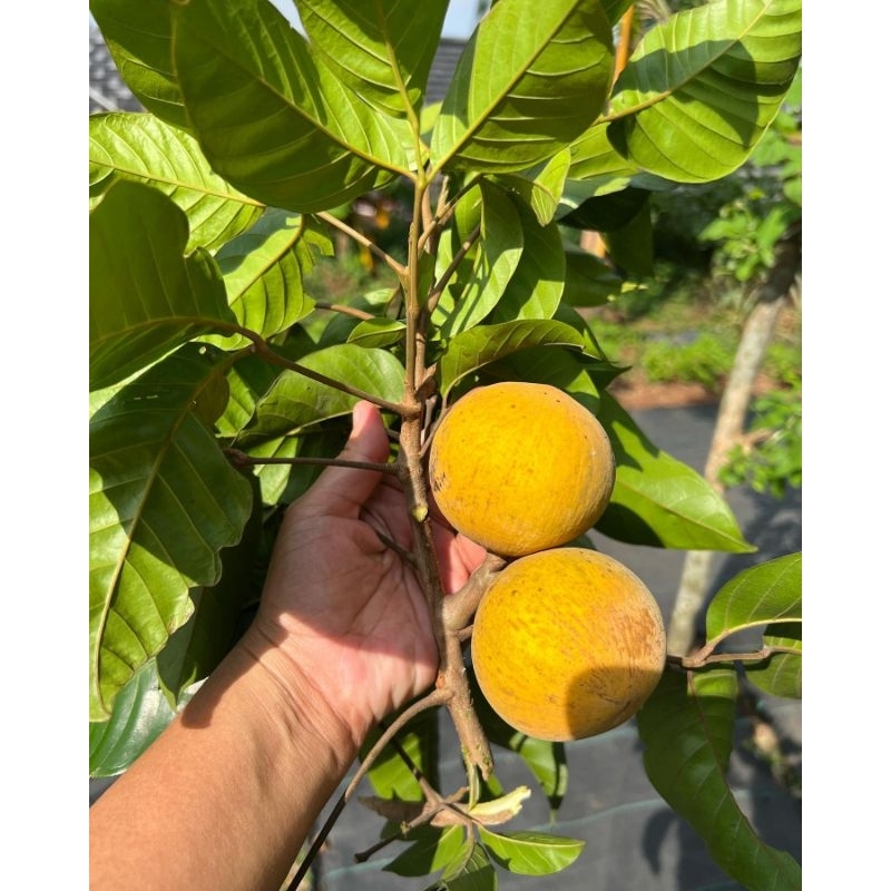 Tanaman buah kecapi / bibit buah Kecapi sentul / ketuat / kechapi
