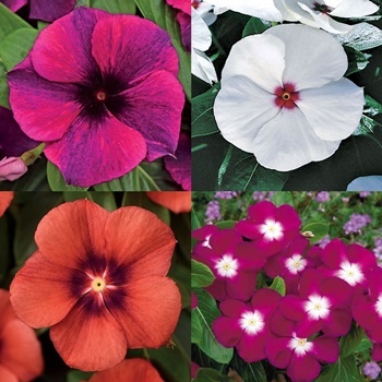 Benih Bibit Biji Bunga Vinca Import Unggul Seeds Collection