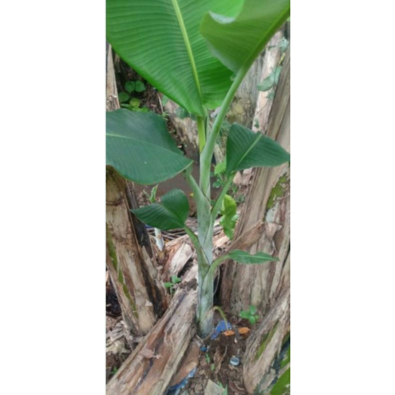 Bibit Pisang Kluthuk / Bibit Pisang Klutuk / Bibit Pisang Kelutuk / Bibit Pisang Batu