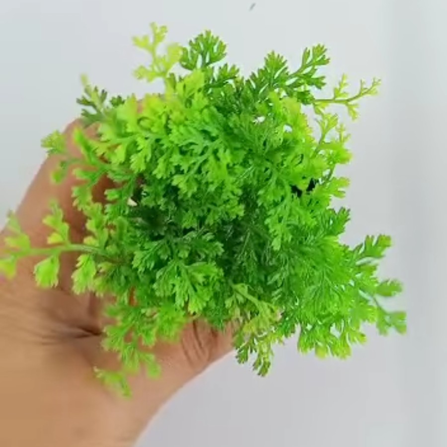 Mini Bolbitis / Bolbitis Heteroclita Difformis - Emersed