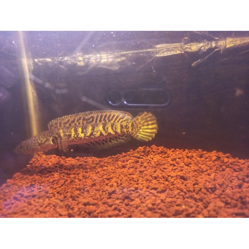 Auranti ukuran 15_17 cm