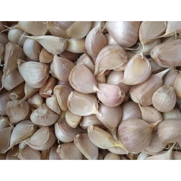 

DISKON!!!!!!!✅ Bawang Putih Kating Bersih 500 gr