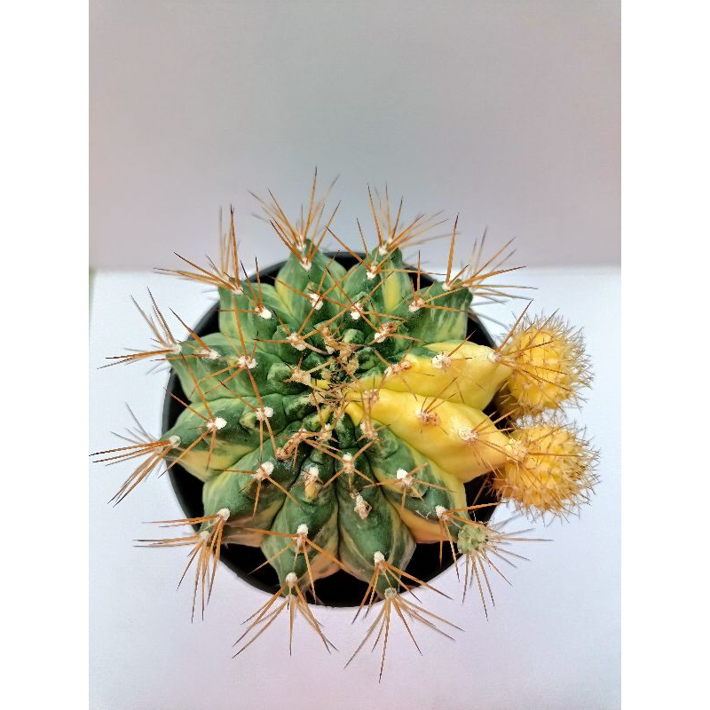 MA1 Kaktus Besar Gymno Miha Marble Induk Gymnocalycium Mihanovichii