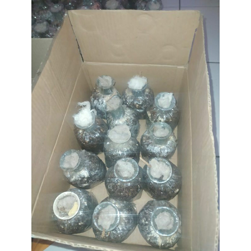 (TERMURAH) COD BIBIT JAMUR MERANG HITAM ISI 10