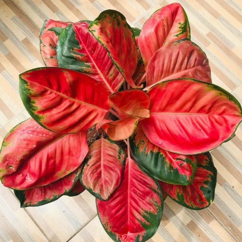 Aglonema Kochin Paramruai Tanaman Hias Bunga Aglaonema Kochin Paramruay Merah